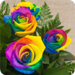 Hermosas Flores de Colores