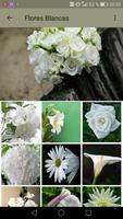 Hermosas Flores de Colores screenshot 2