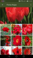 Hermosas Flores de Colores screenshot 3