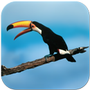 Птицы живые обои APK