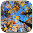 fondo de pantalla de otoño APK
