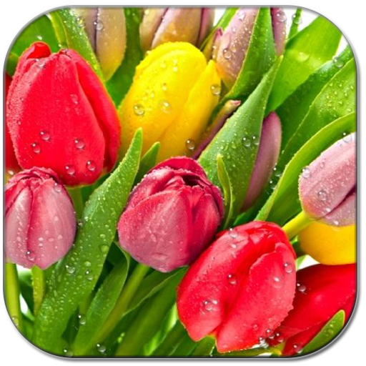 Drops on tulips