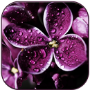 APK Raindrops on lilac