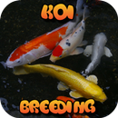 Koi Fish Breeding Free Ebook APK
