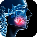 Anatomy of the Mouth