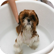 Dog Grooming Trucs et Astuces