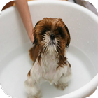 Dog Grooming Tips And Tricks icon