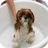 Dog Grooming Tips And Tricks icon