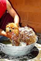 Dog Grooming Tips And Tricks 海报