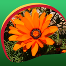 野花壁纸 APK