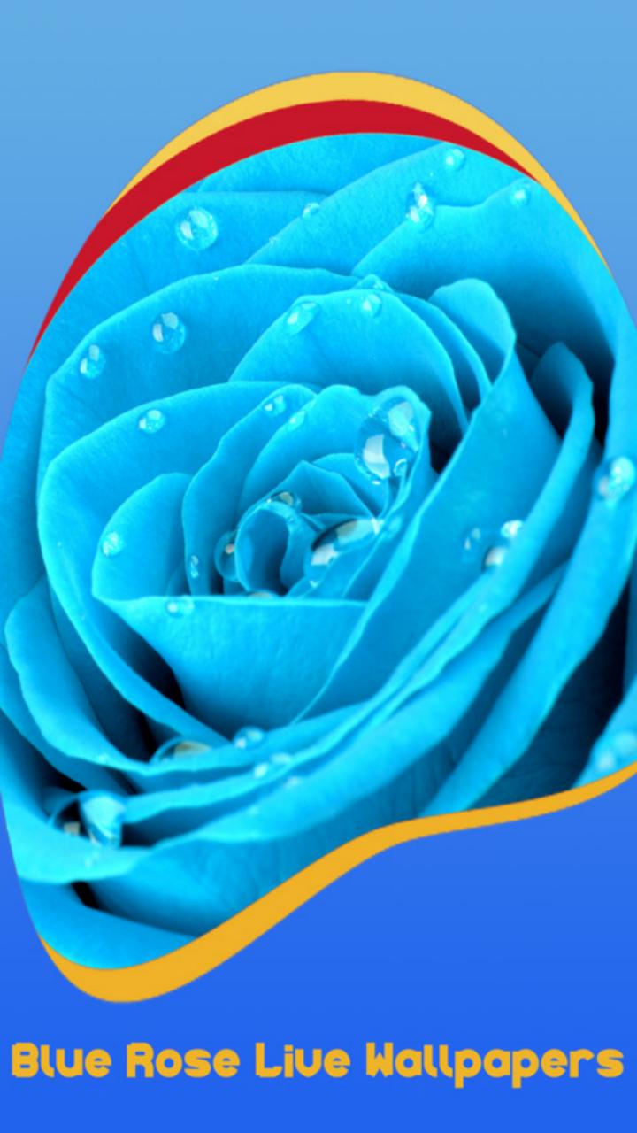 Android 用の 青いバラの壁紙 Apk をダウンロード
