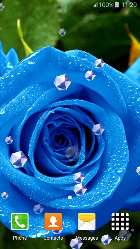  Wallpaper  Mawar  Biru  Hd