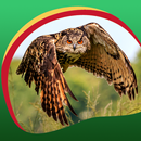 APK Cool Owl Live Wallpapers