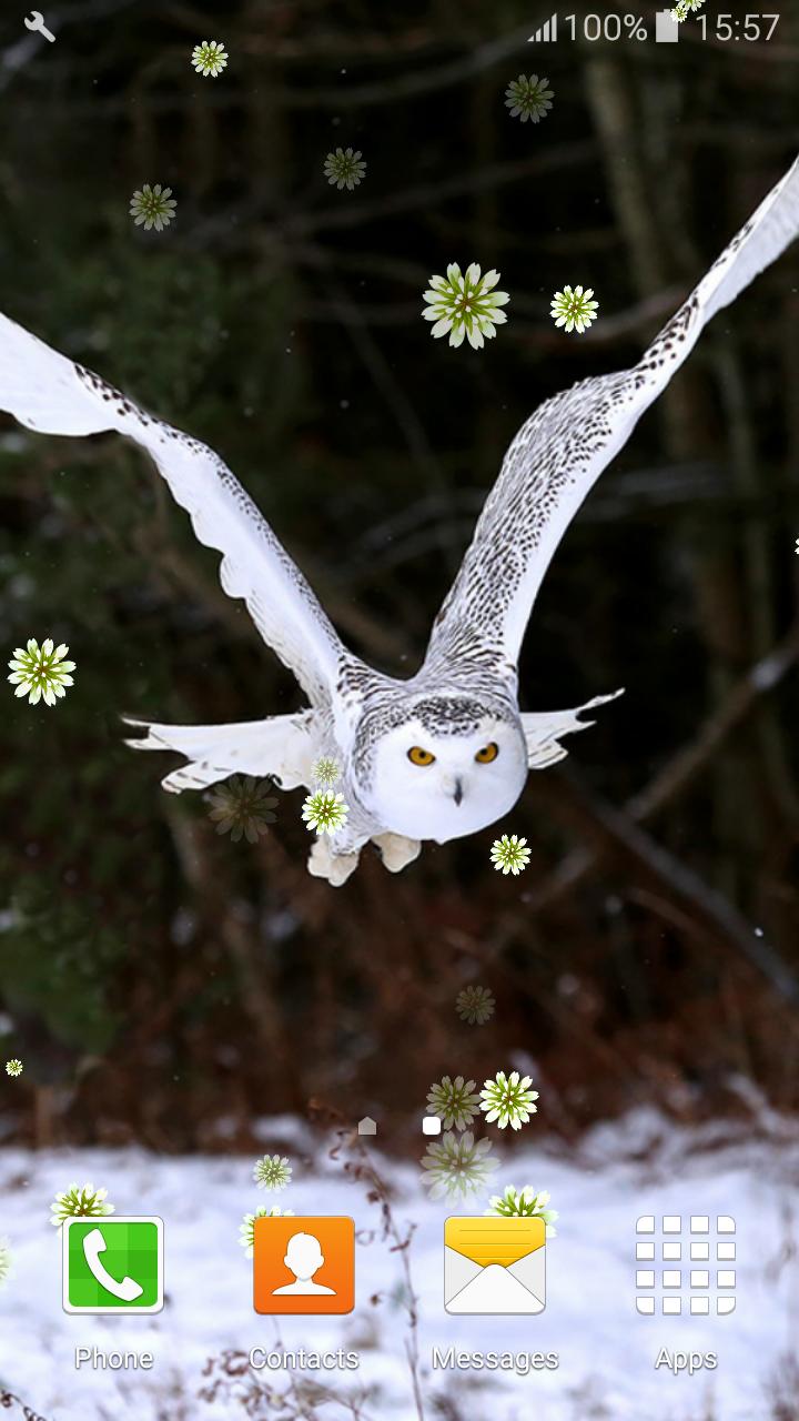 Download 630 Koleksi Wallpaper Cantik Burung Hantu HD Terbaik Download 630 Koleksi Wallpaper Cantik Burung Hantu HD Terbaik