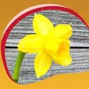 APK Daffodils Live Wallpapers