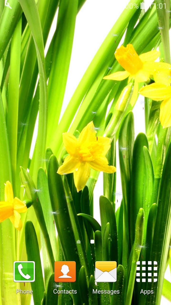 Жила с нарциссом. Daffodils Selfi. АВ Нарцисс.