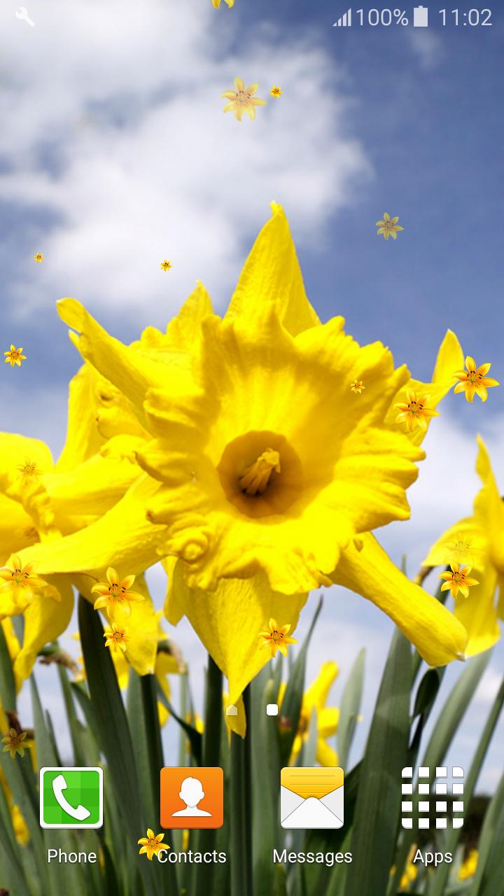 Жила с нарциссом. Daffodils Selfi.
