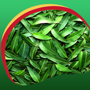 叶壁纸 APK