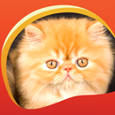APK Persian Cats Live Wallpapers