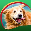 猎犬动态壁纸 APK