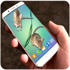 Mouse In Phone - Prank icon