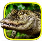 Crocodile Live Wallpaper icône