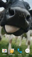 Funny Cows Live Wallpaper plakat