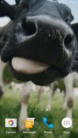 Funny Cows Live Wallpaper capture d'écran 1