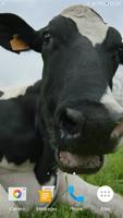 Funny Cows Live Wallpaper capture d'écran 2