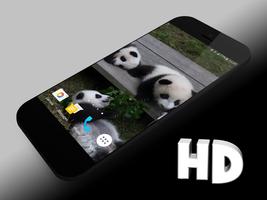 Panda Fond d'écran animé Affiche