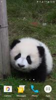 Panda Fond d'écran animé capture d'écran 1