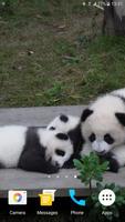 Panda Video Wallpaper ảnh chụp màn hình 2