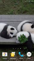 Panda Video Wallpaper ảnh chụp màn hình 3