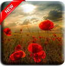 Poppy Flowers Live Wallpaper aplikacja