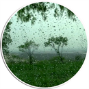 APK Rain Video Live Wallpaper