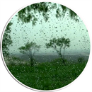 Rain Video Live Wallpaper APK