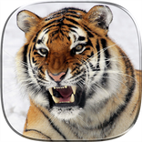 Tiger 3D Live Wallpaper