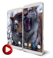Tiger 3D Live Wallpaper 포스터