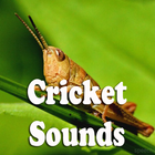 Cricket Sounds icône