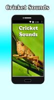 Cricket Sounds Affiche