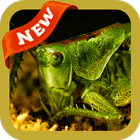 Cricket Wallpaper أيقونة