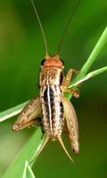 Cricket Wallpaper الملصق