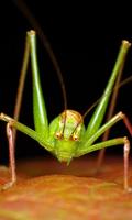 Cricket Wallpaper تصوير الشاشة 1