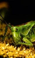 Cricket Wallpaper تصوير الشاشة 2