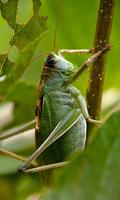 Cricket Wallpaper تصوير الشاشة 3