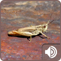 Cricket Sounds