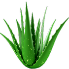 Aloe Vera Benefits 图标