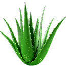 Aloe Vera Benefits aplikacja