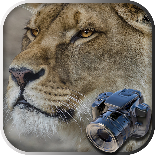 Hidden Animals: Photo Hunt