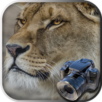 Hidden Animals: Photo Hunt icon